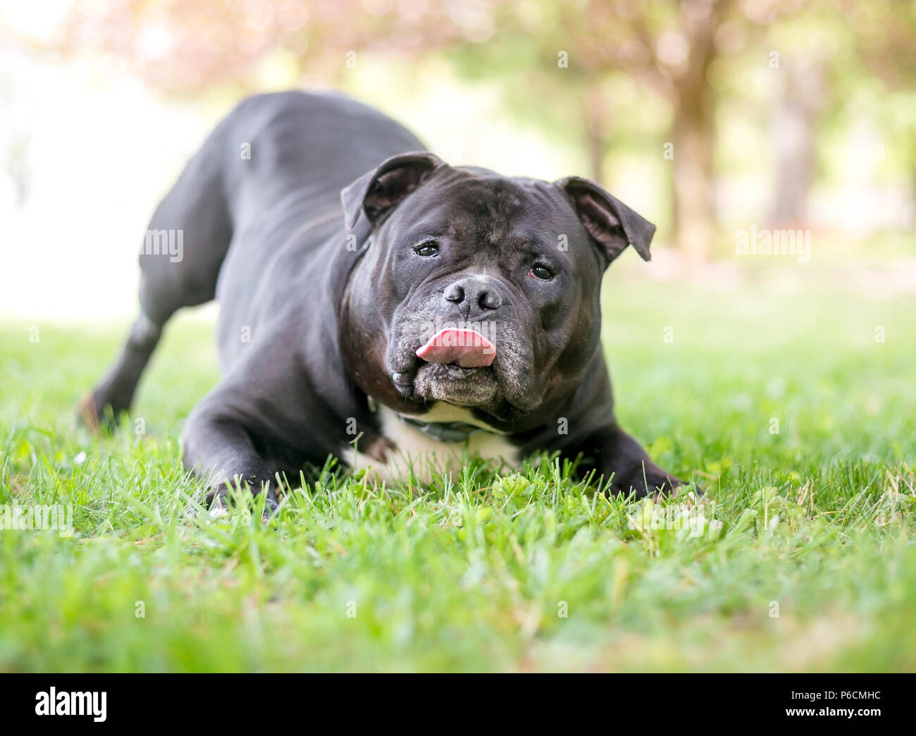 Ein verspielter Staffordshire Bull Terrier Hund in einem Spiel Bogen Stockfoto