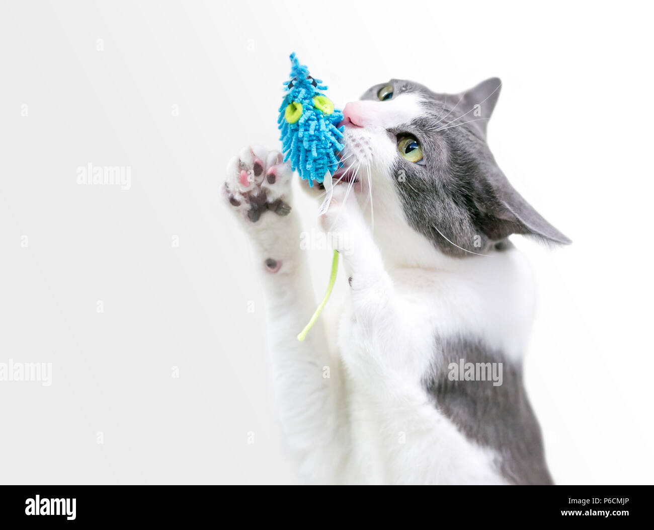 Eine graue und weiße inländischen Kurzhaar Katze mit einer angeborenen Missbildung in seinem vorderen Bein, Spielen mit einem stofftier Stockfoto