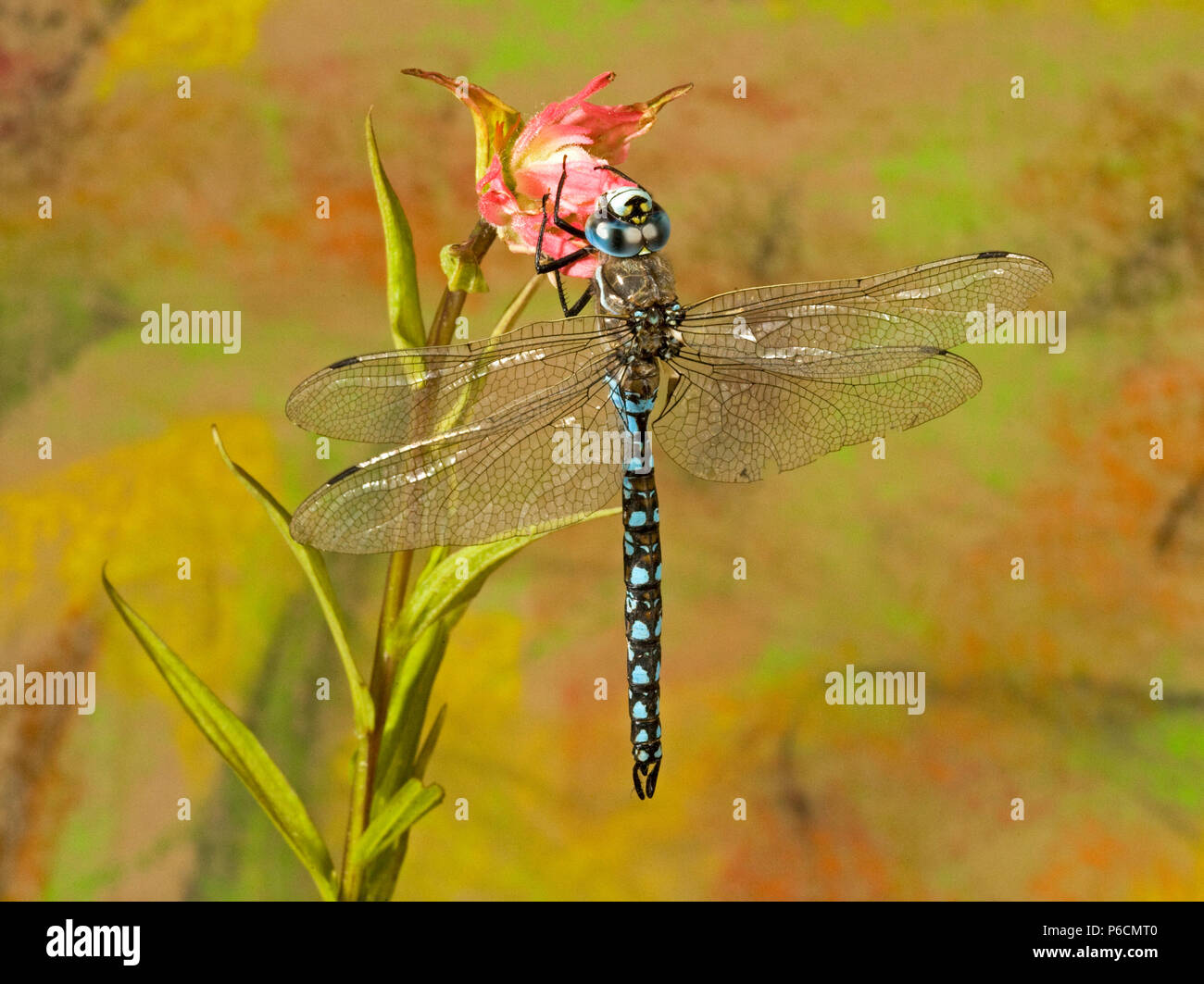 Detail einer Blue-Eyed Rhionaeschna Darner (Multicolor) auf die Knospe einer indischen Pinsel wildflower, Central Oregon. Stockfoto