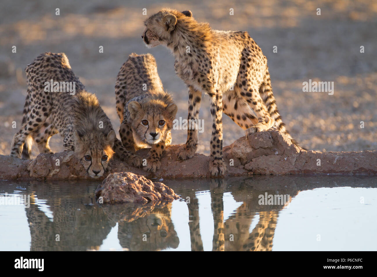 Cheetah Cubs Trinkwasser aus einem Teich Stockfoto