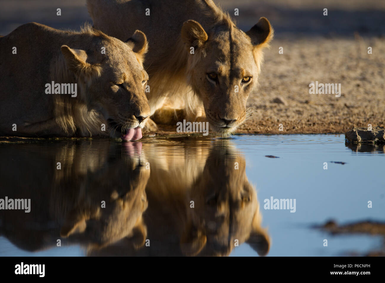 Lion trinken aus einem Teich in Etosha Stockfoto