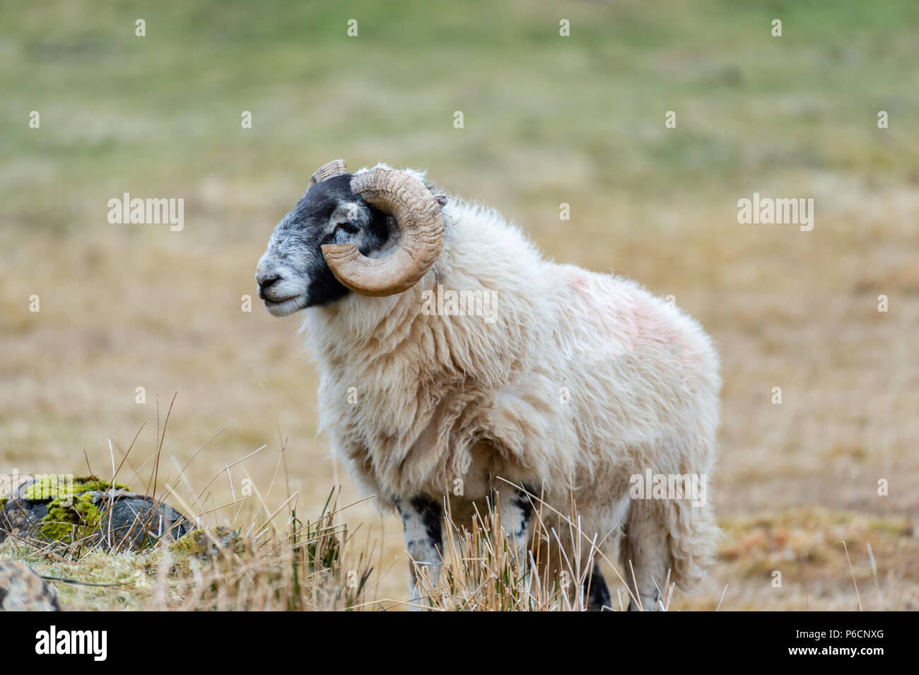 Scottish Blackface Schaf, Isle of Skye Schottland, Vereinigtes Königreich Stockfoto