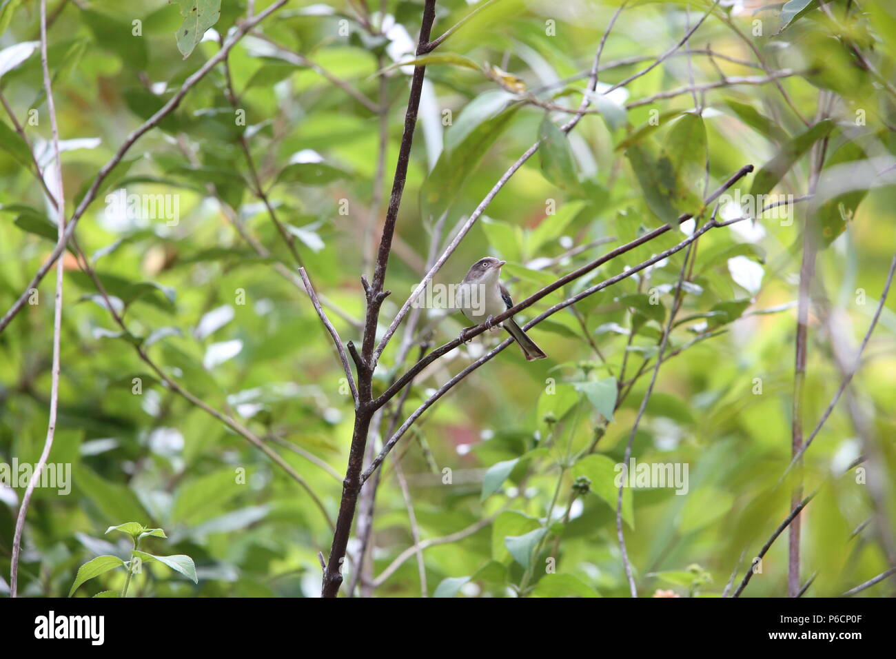 Blue-winged Minla (Siva cyanouroptera orientalis) in Da Lat, Vietnam Stockfoto