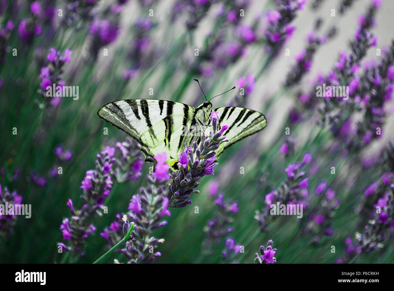 Schöne farbige Schmetterlinge Stockfoto