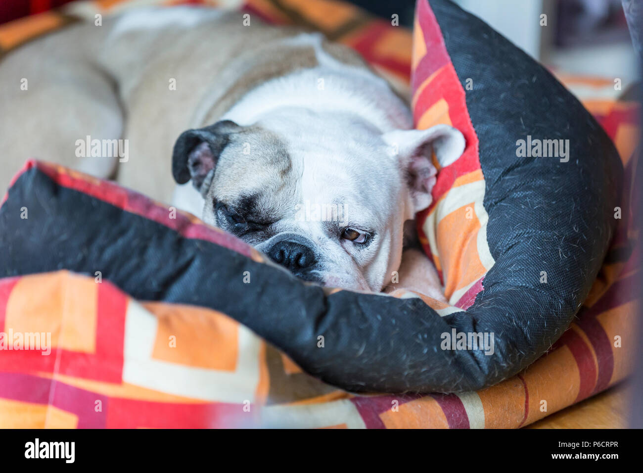 Hund schläft mit der zunge raus Fotos und Bildmaterial in hoher Auflösung Alamy