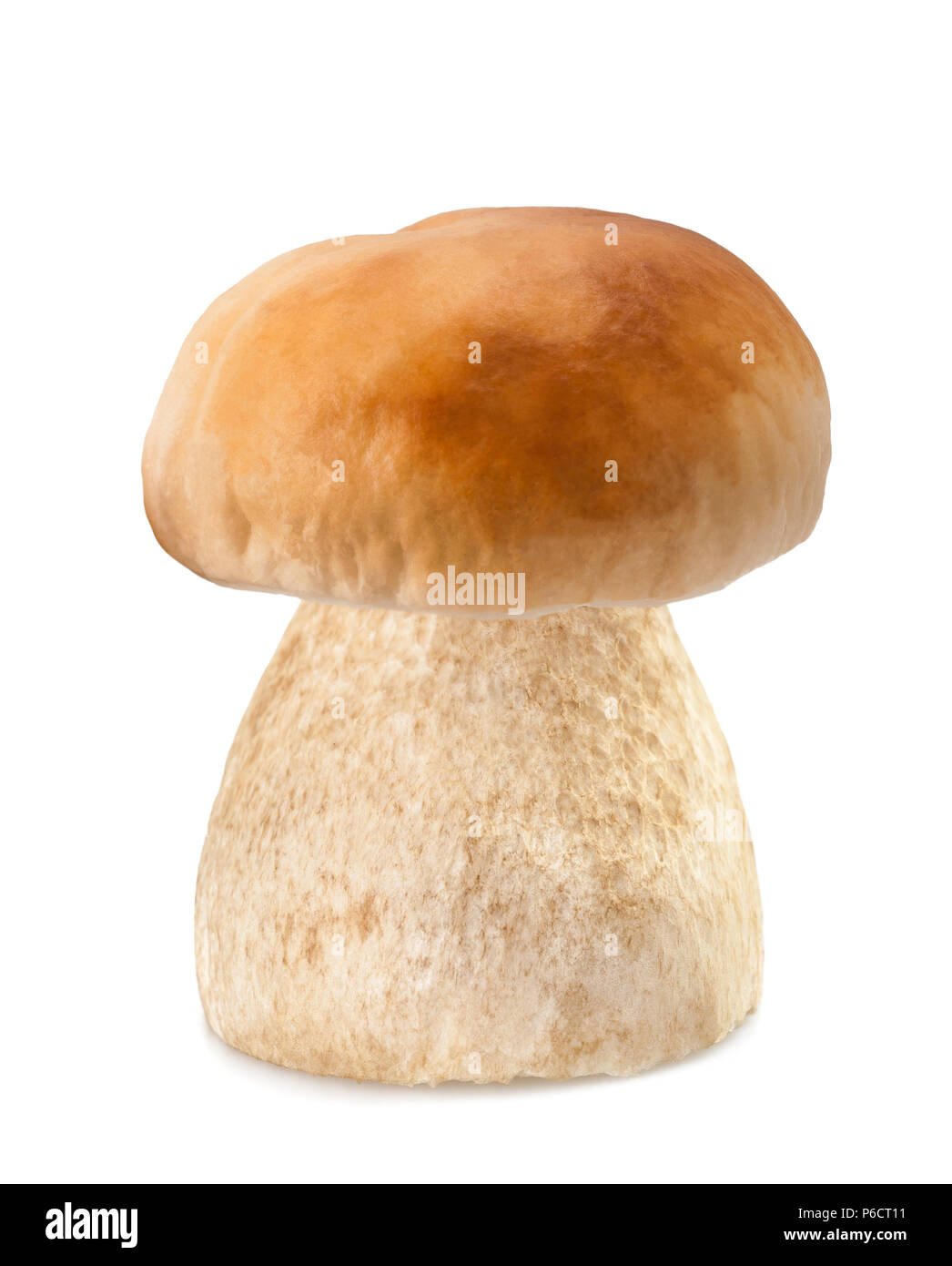 Pilz penny Bun auf weißem Hintergrund Stockfoto