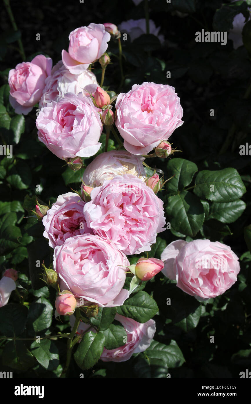 Rosa Rosen Stockfoto