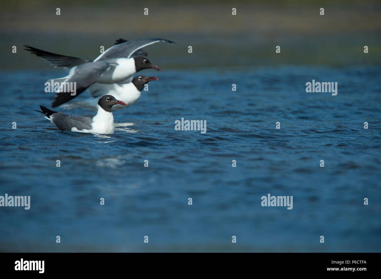 UNITED STATES: Juni 28, 2018; Laughing Gull:: Larus atricilla, Ocracoke Island North Carolina. Foto von Douglas Graham/WLP Stockfoto