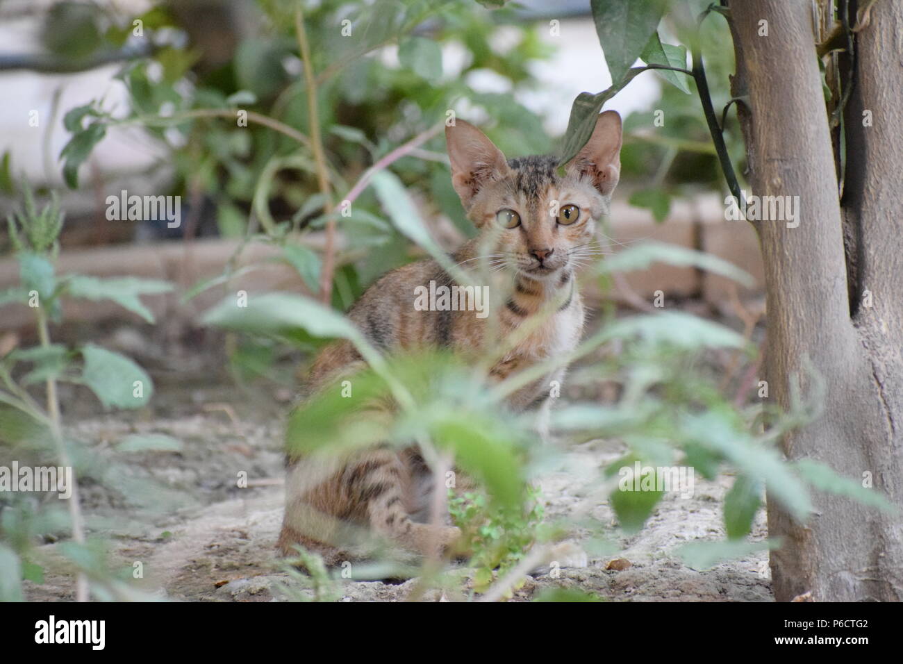 nette Katze Stockfoto