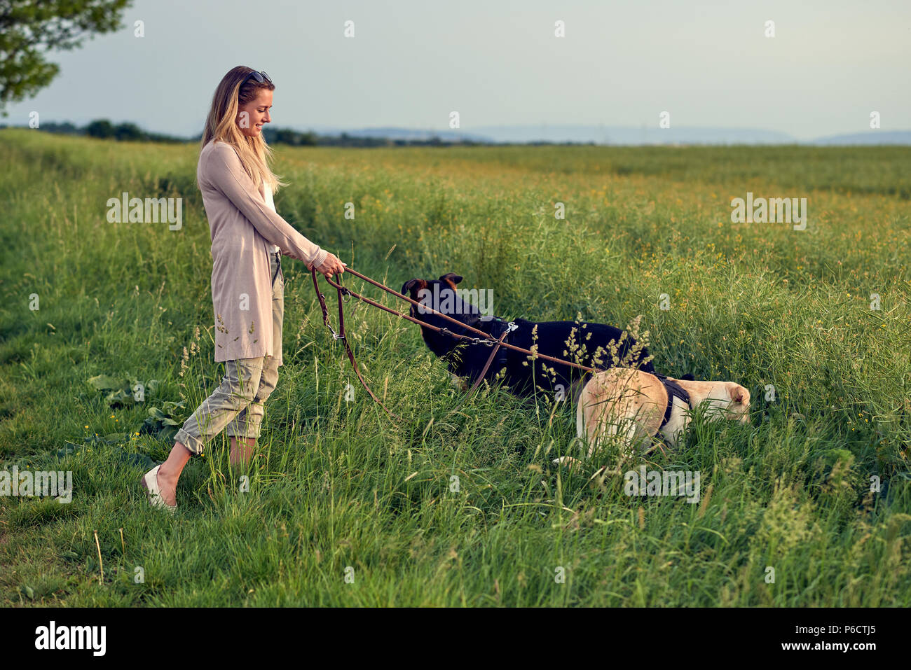 Blonde Frau, die ihre Hunde bei Sonnenuntergang im goldenen Licht zu Fuß durch einen üppigen grünen Feld oder Wiese mit langen grünen Gras Stockfoto