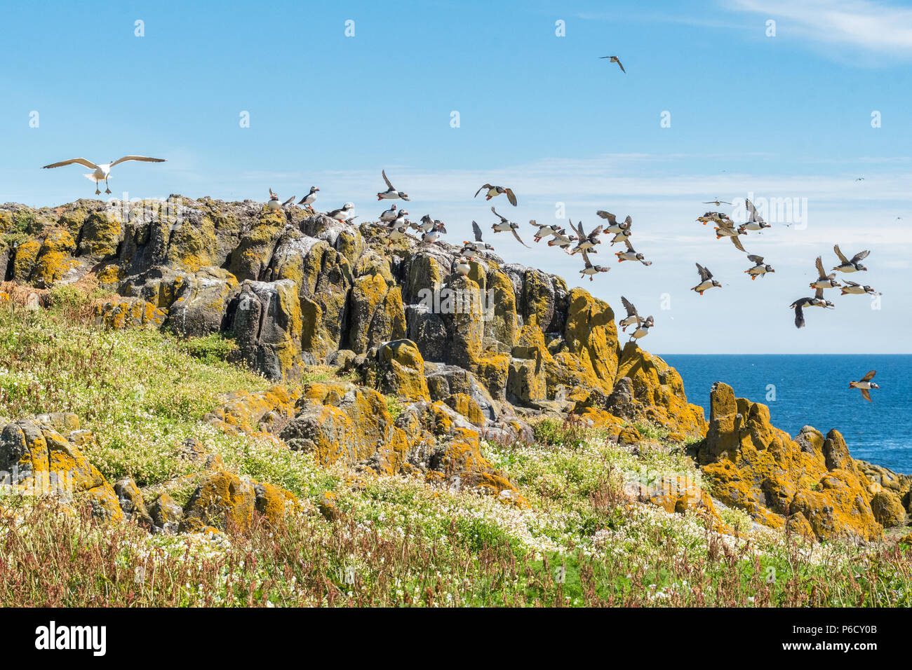 Papageientaucher aus fliegenden Felsen auf der Insel, Schottland als große Möwe landet in der Nähe Stockfoto