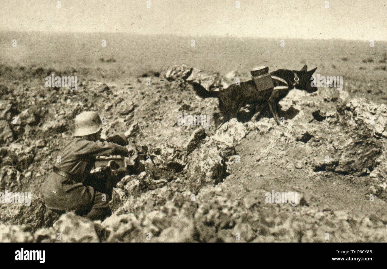 Weltkrieg, messenger Hund, WK 1, Weltkrieg, Weltkrieg Stockfoto