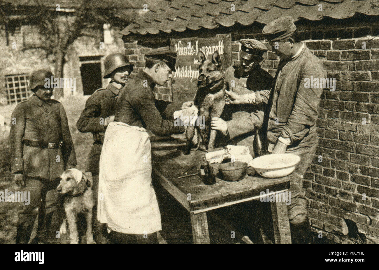 Weltkrieg, Hund Krankenhaus, WK 1, Weltkrieg, Weltkrieg Stockfoto