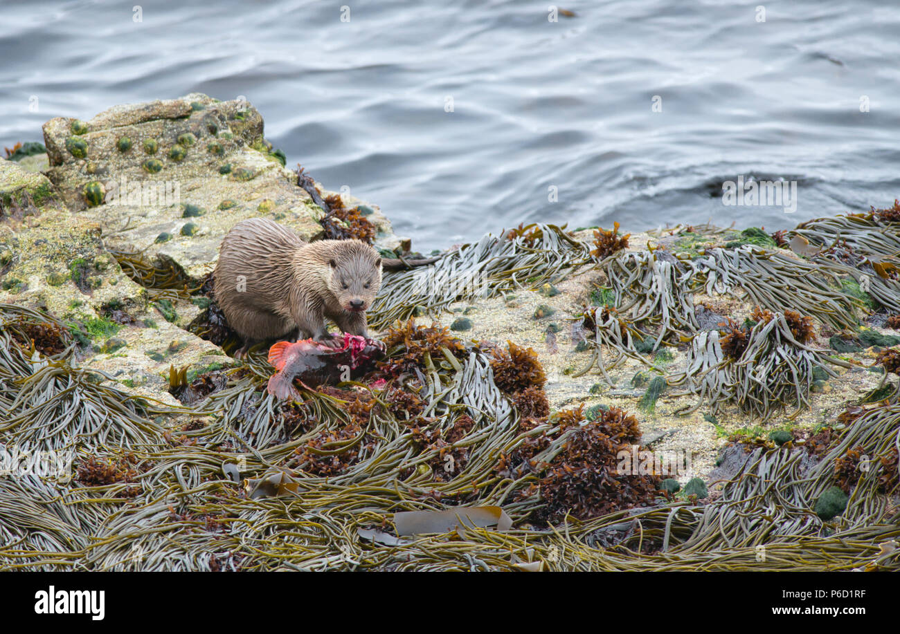 Eurasischen oder Fischotter (Lutra lutra) an der Küste von Yell, Shetland essen eine lumpsucker Fisch (Cyclopterus lumpus) in einem nahe gelegenen Kelp Bett erwischt. Stockfoto