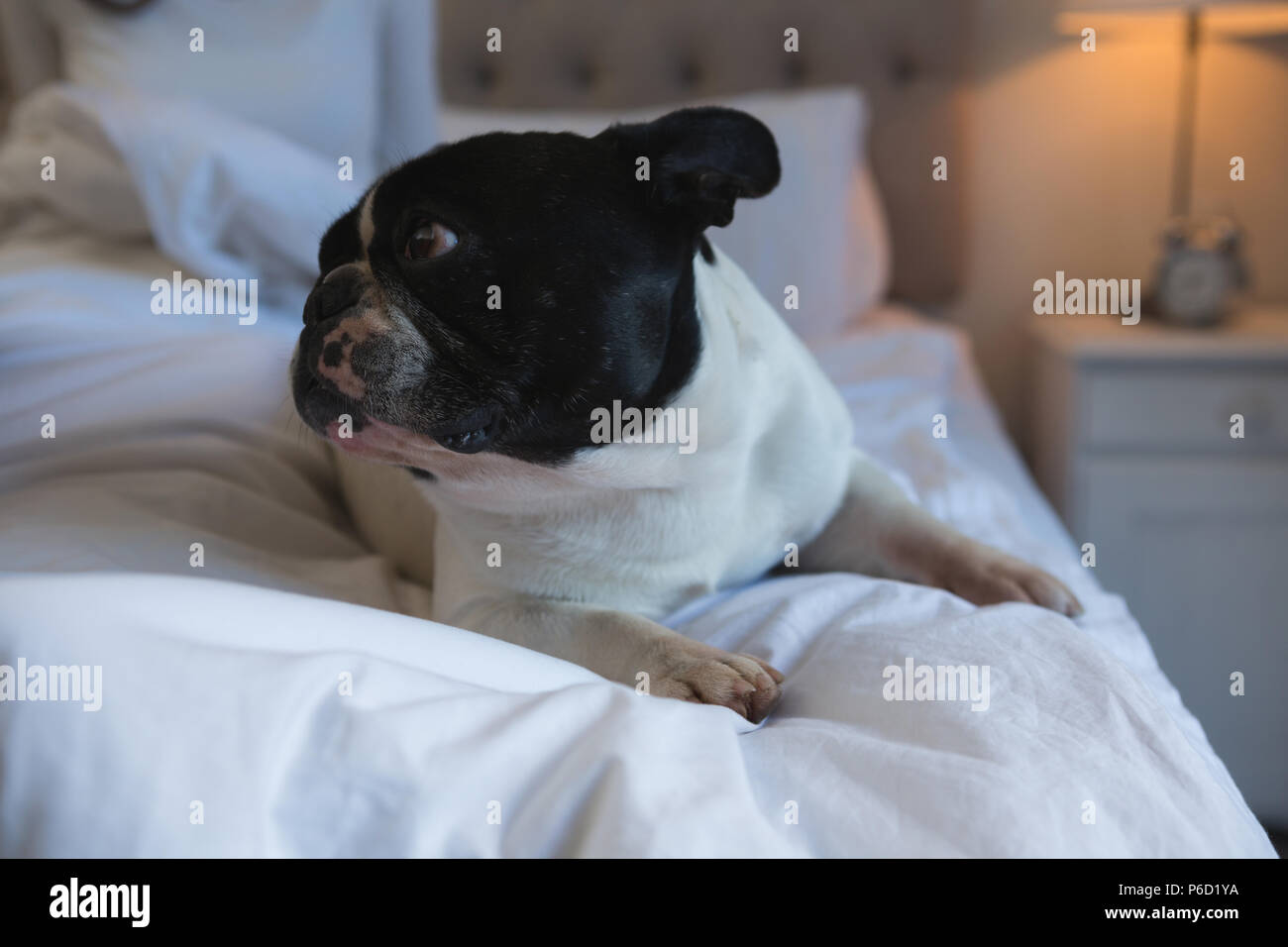 Hund im Schlafzimmer zu Hause Stockfoto