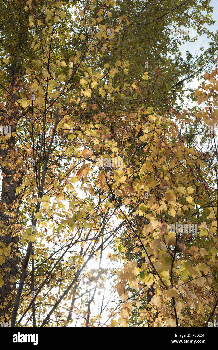 Zweig der Ahorn Blätter im Herbst Stockfoto