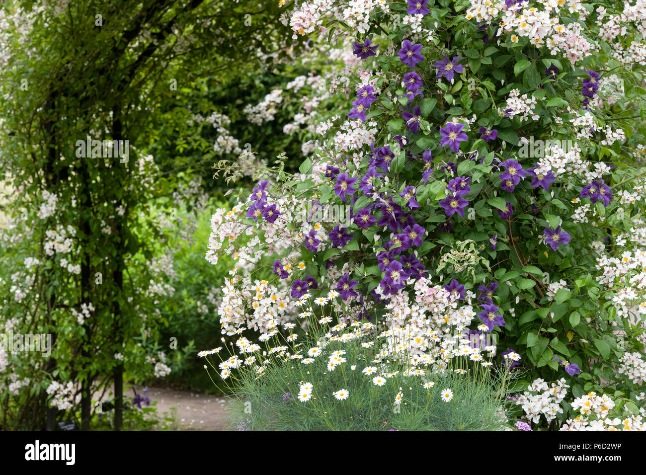 Rosa mulliganii. Mulligan Rose und Clematis wisley Blumen auf einem Torbogen in der Cottage Garden an der RHS Wisley Gardens, Surrey, England Stockfoto