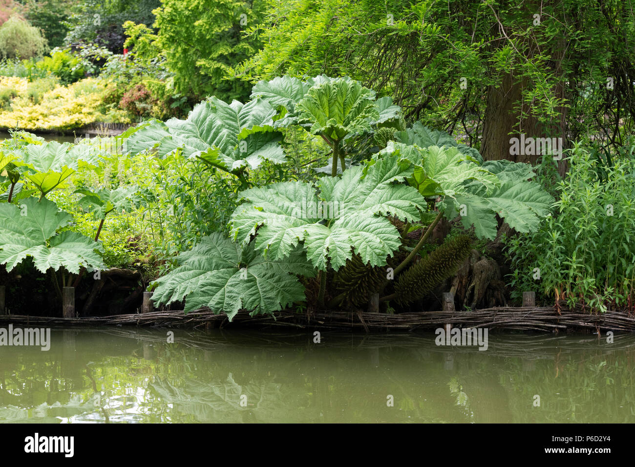 Gunnera Dolmetsch, riesige Rhabarber Blätter im Juni in einem Teich an RHS Wisley Gardens, Surrey, England Stockfoto