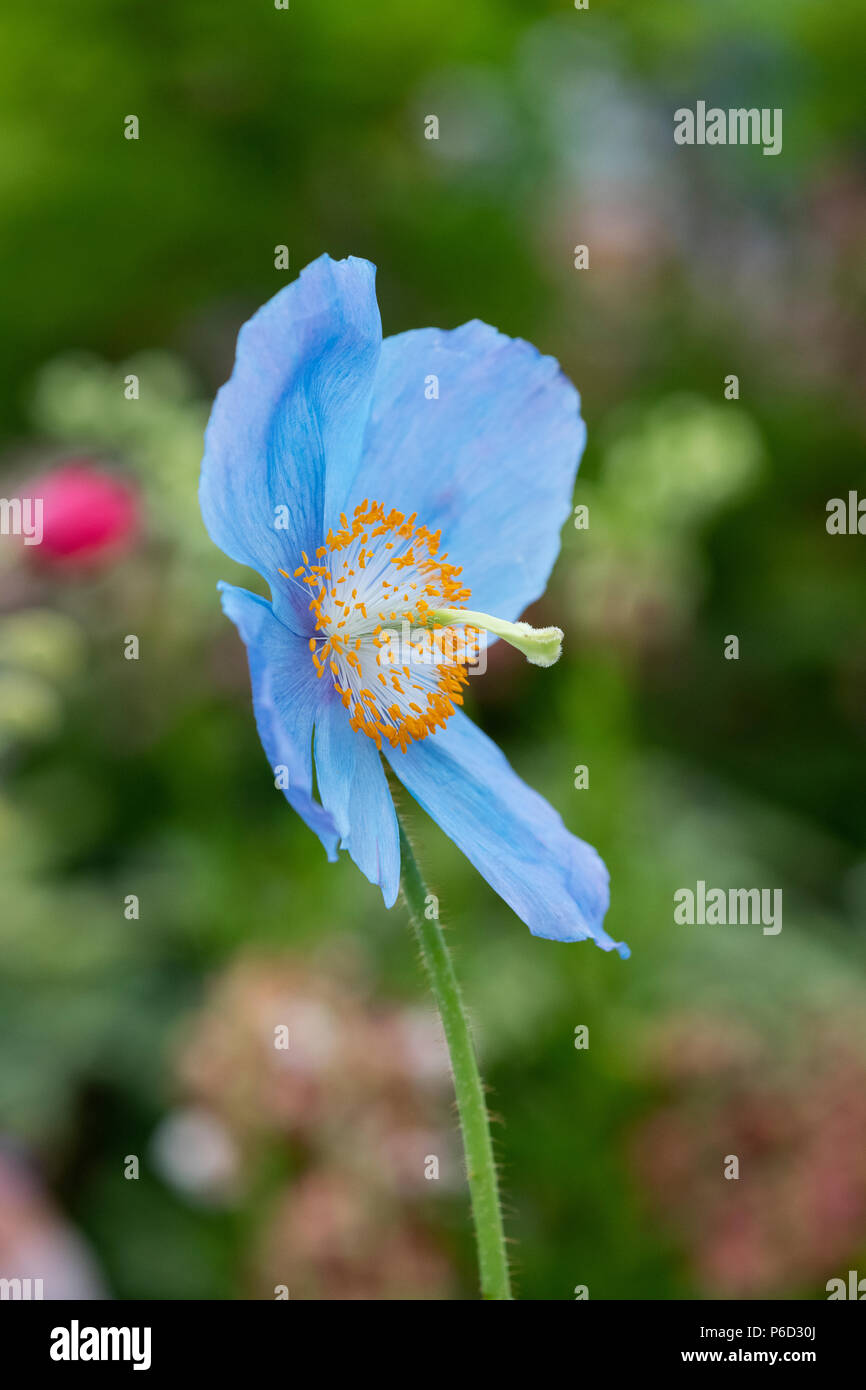 Meconopsis 'MOP-Kopf". Himalayan Blue Poppy 'MOP-Kopf' Stockfoto