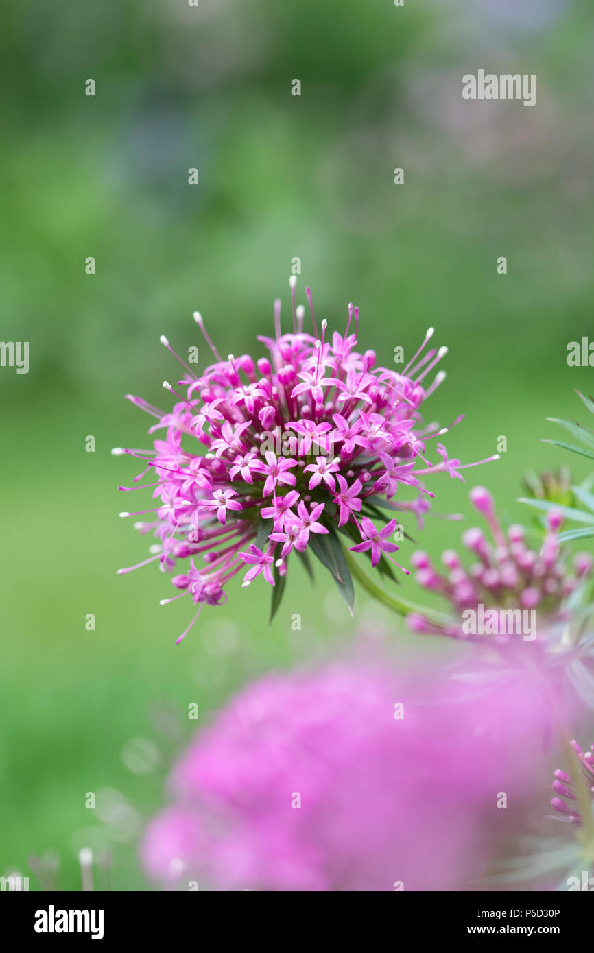 Phuopsis Stylosa. Kaukasische Crosswort Blumen Stockfoto