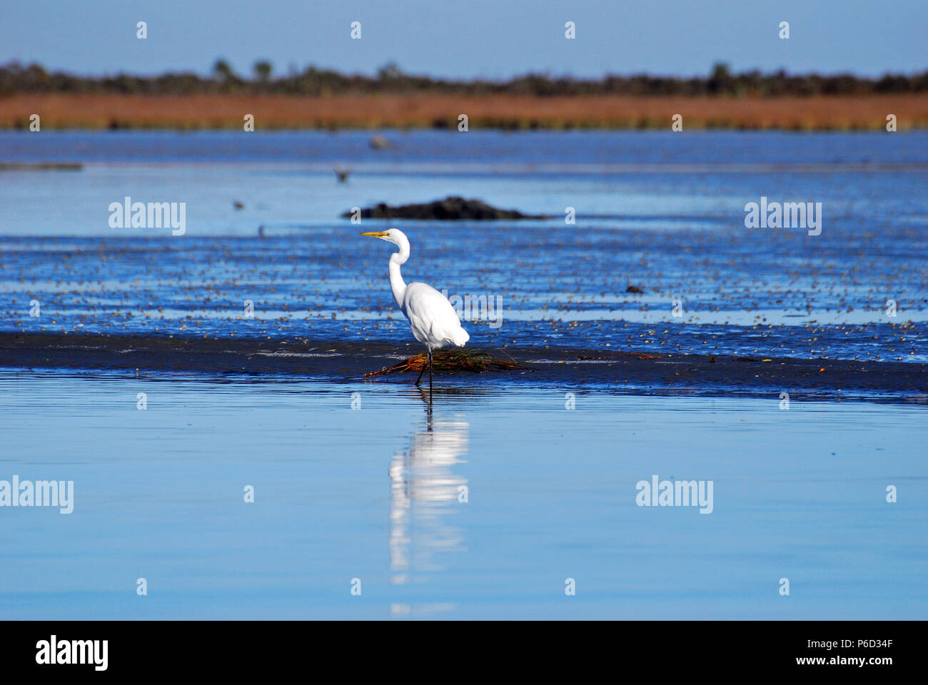 Neuseeland Egret Stockfoto