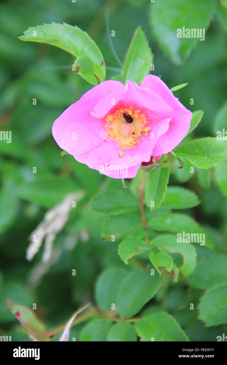 Wildblumen in Holland Stockfoto