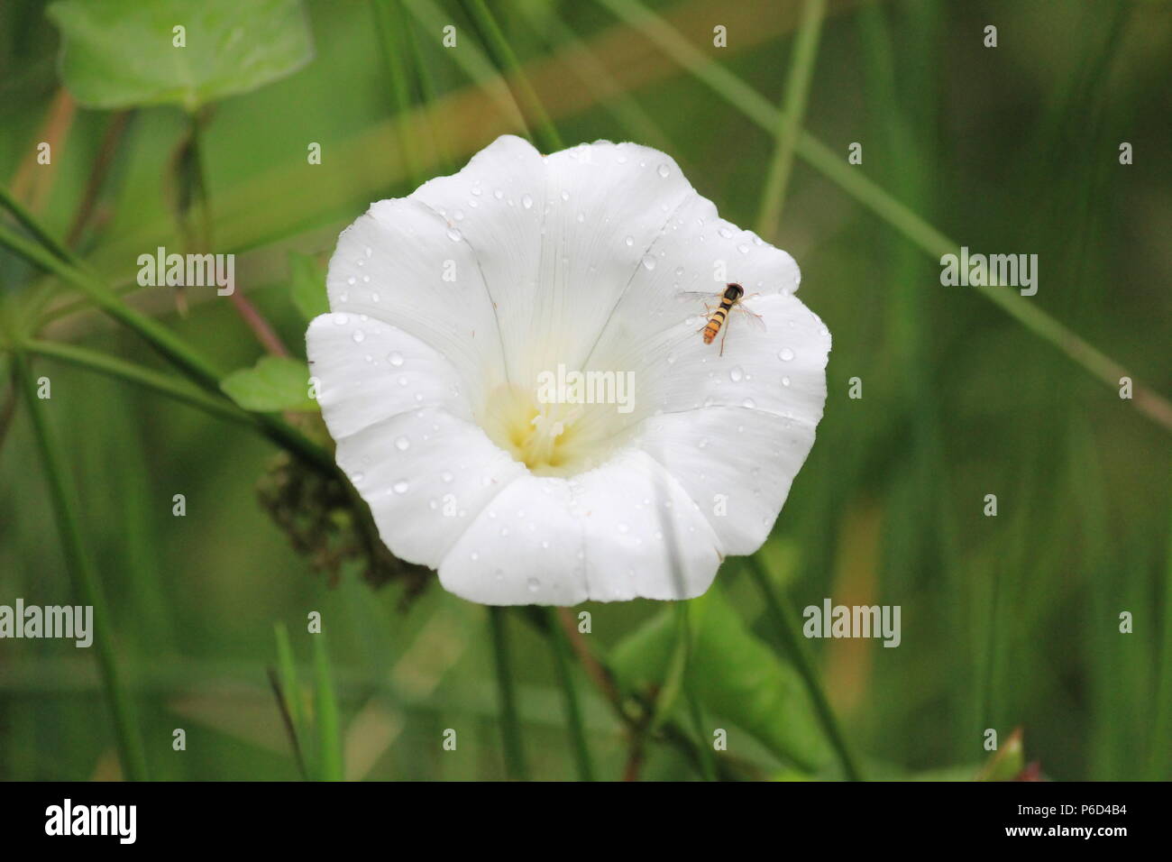 Wildblumen in Holland Stockfoto