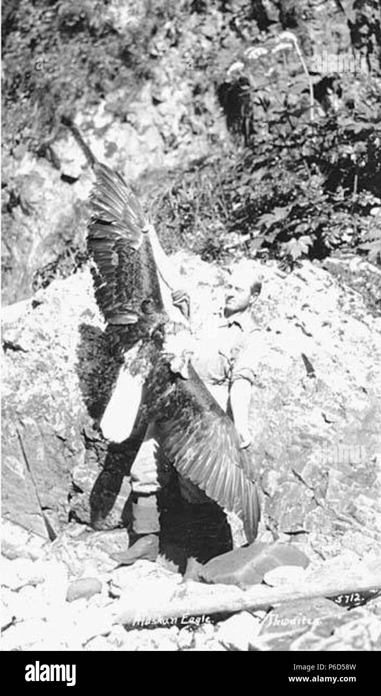 . Englisch: Mann mit toten Adler, Spannweite, Alaska, Ca. 1912. Englisch: Legende auf Bild: Alaskan Adler. PH-Coll 247.836 Probanden (LCTGM): Adler - Alaska; Männer - Alaska. ca. 1912 62 Mann mit toten Adler, Spannweite, Alaska, ca 1912 (THWAITES 365). Stockfoto