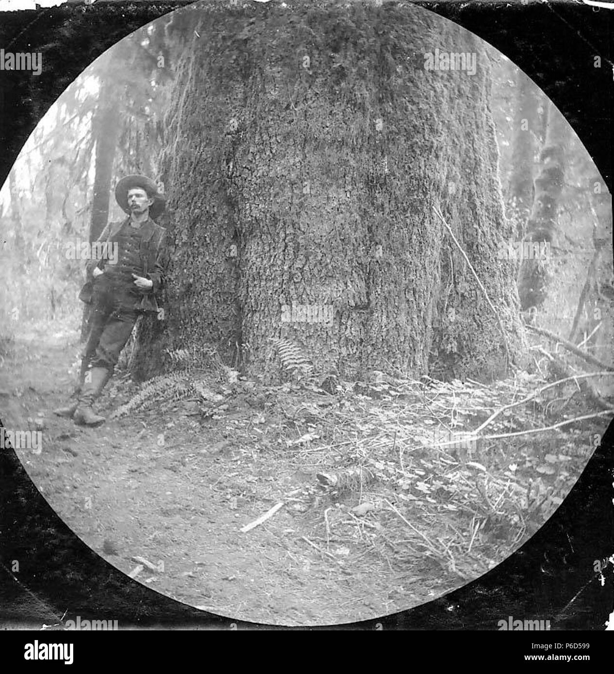 . Englisch: Mann stand neben einem Spruce Tree, Hoh River, 5. Mai 1893. Englisch: Legende im Album: Big spruce Hoh Tal Mein 5 1893, W. Sowris PH-Coll 35,76 Themen (LCTGM): Tannen - Washington (State) Themen (LCSH): Fichte - Washington (State) - Hoh River Valley. 1893 62 Mann stand neben einem Spruce Tree, Hoh River, 5. Mai 1893 (SARVANT 25) Stockfoto