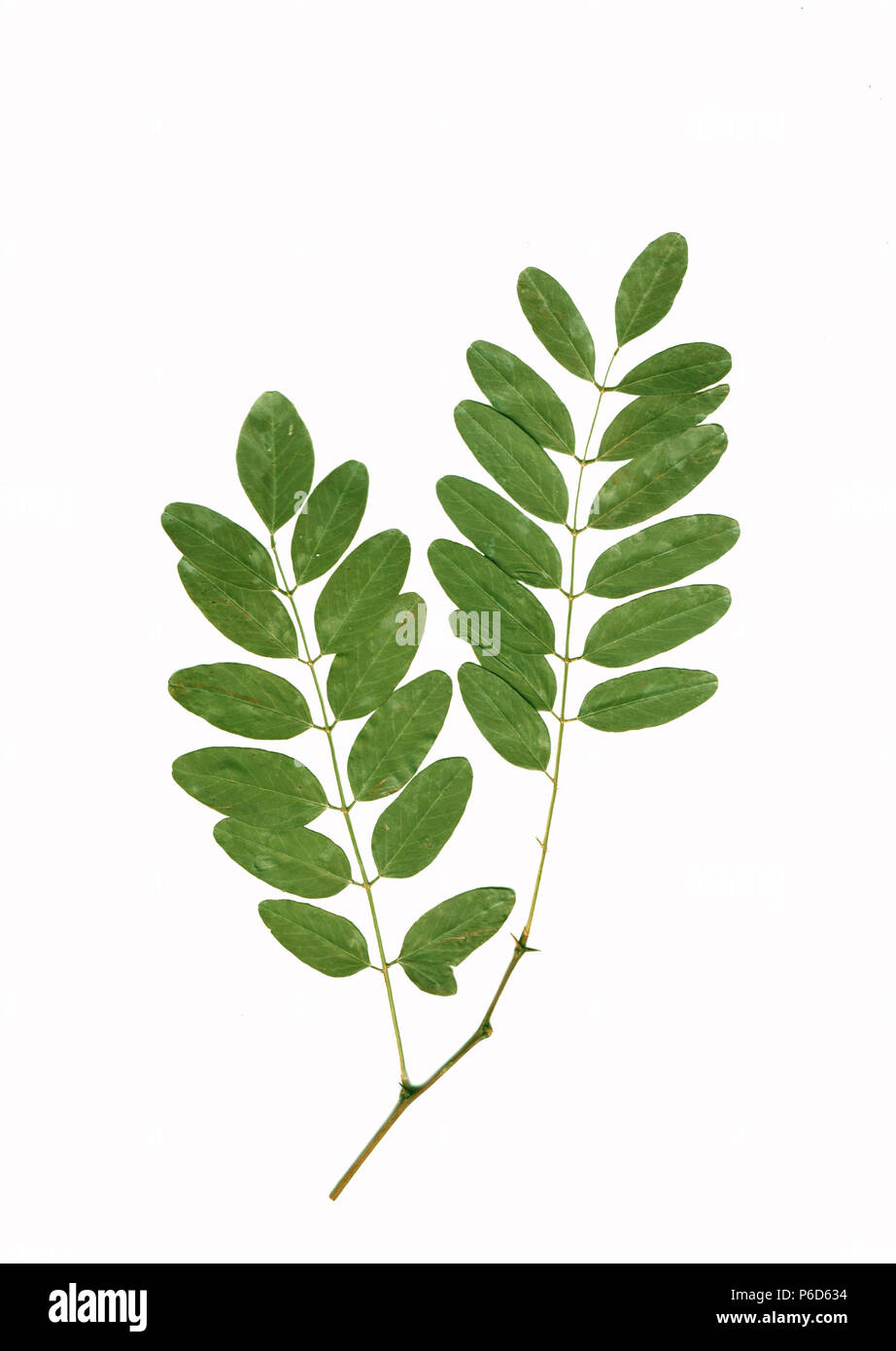 Grüne Akazie Blätter auf Zweig. Die grüne Silhouette auf weißem Hintergrund. Stockfoto