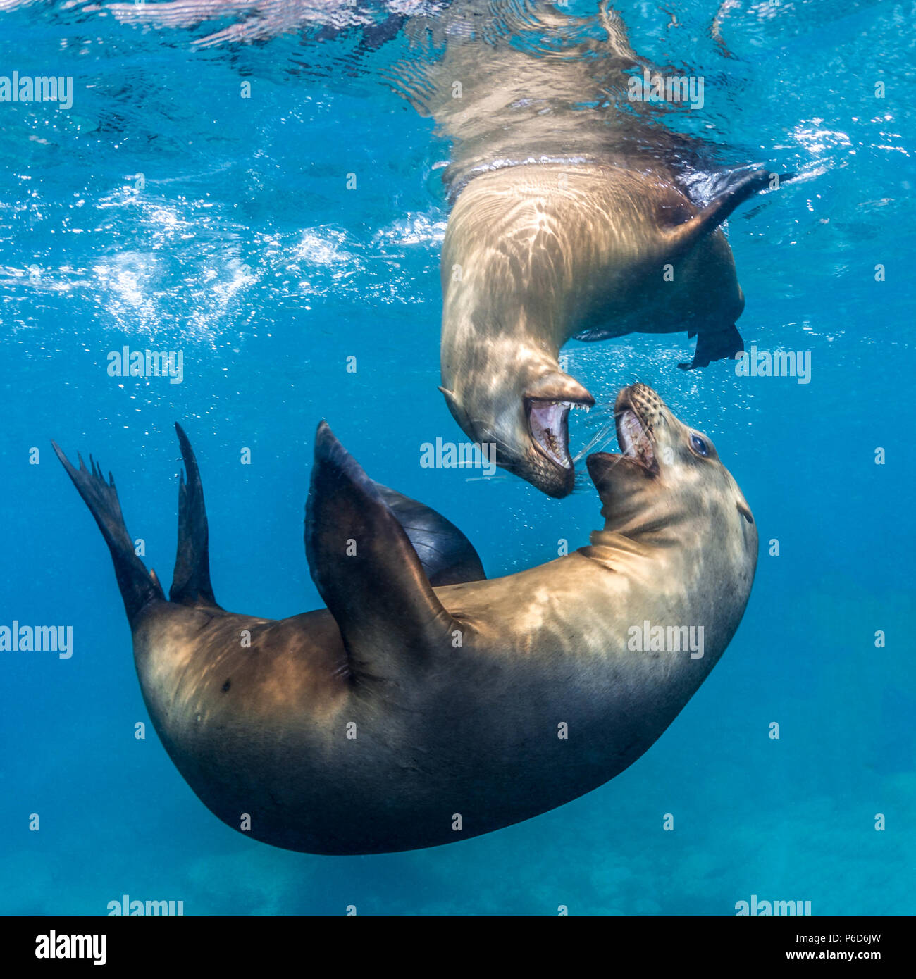 Braun Kalifornischen Seelöwen Spielen an den Los Islotes, Meer von Cortez (zalophus californianus) Stockfoto