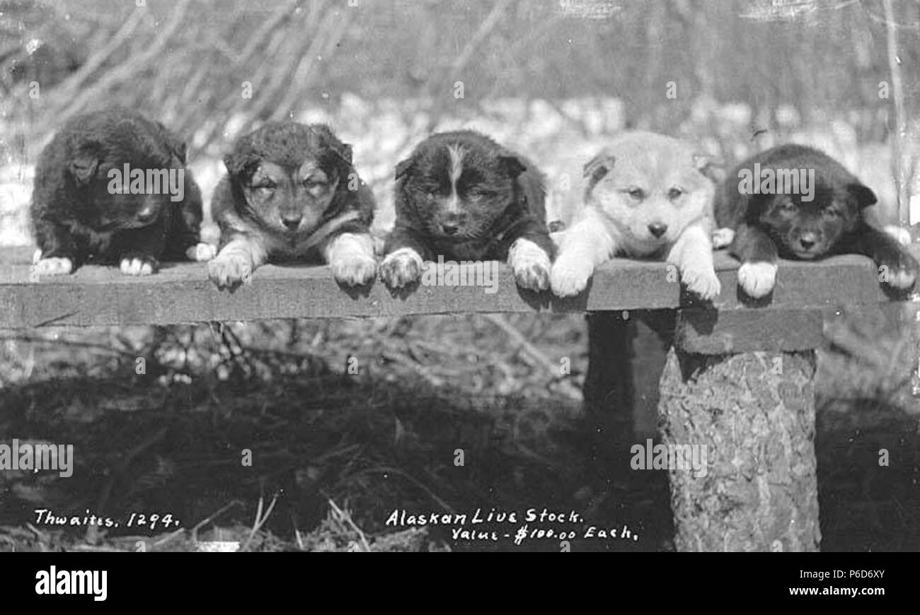 . Englisch: Welpen in einer Reihe auf einer Holzbank, Ca. 1912. Englisch: Legende auf Bild: Alaskan Live Stock, Wert $ 100,00 jeden PH-Coll 247.345 vor der Gründung von Sled Dog Racing als formale, Sport, Hunde gezüchtet wurden und durch eingeborene Völker in den Polarregionen der Welt in ihrem täglichen Leben für das Überleben in der rauen klimatischen Bedingungen verwendet. Zwei Hunde in der Regel in Rodeln beschäftigt sind Alaskan Malamute und Sibirische Schlittenhunde. Diese beiden Rassen hatten ganz verschiedener Herkunft und verwendet. Alaskan Malamute entstand mit einer Gruppe von Eskimo Menschen bekannt als Mahlemiut. Die Hunde waren damals sehr große fre Stockfoto