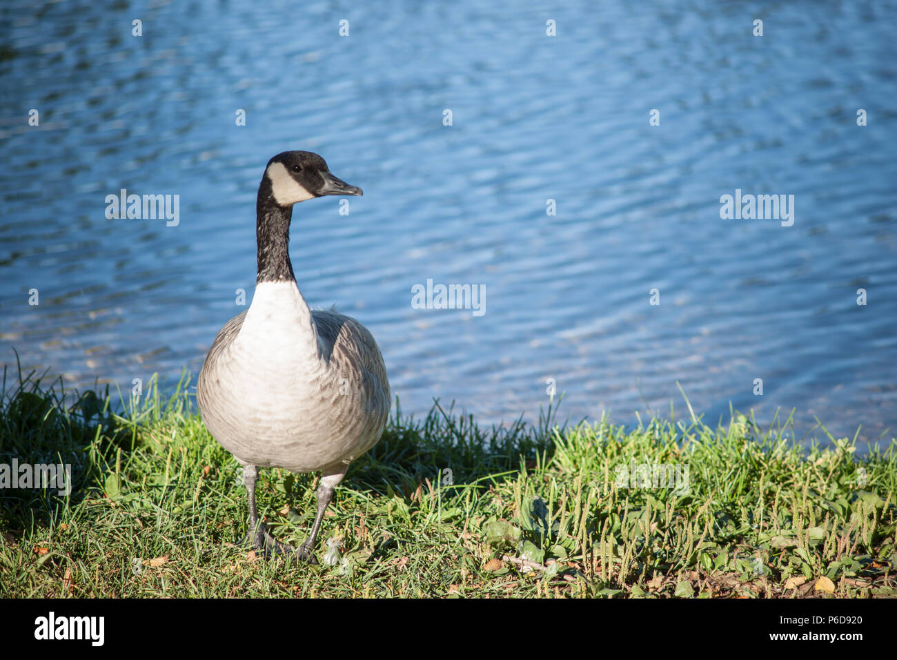 Flauschige Stockfoto