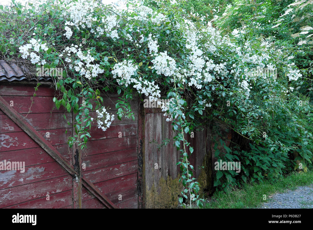 Rosa filipes Kiftsgate weiß rosa Busch Wandern über eine alte Eisenbahnwaggon Schuppen im ländlichen Carmarthenshire Dyfed West Wales UK KATHY DEWITT Stockfoto