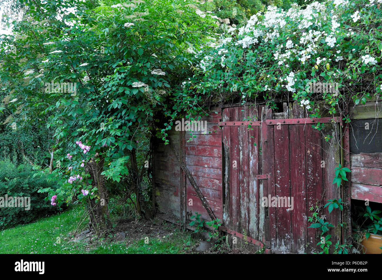 Rosa filipes Kiftsgate weiße Rose Wandern über einen Eisenbahnwaggon in ländlichen Garten in Carmarthenshire Dyfed West Wales UK KATHY DEWITT vergossen Stockfoto