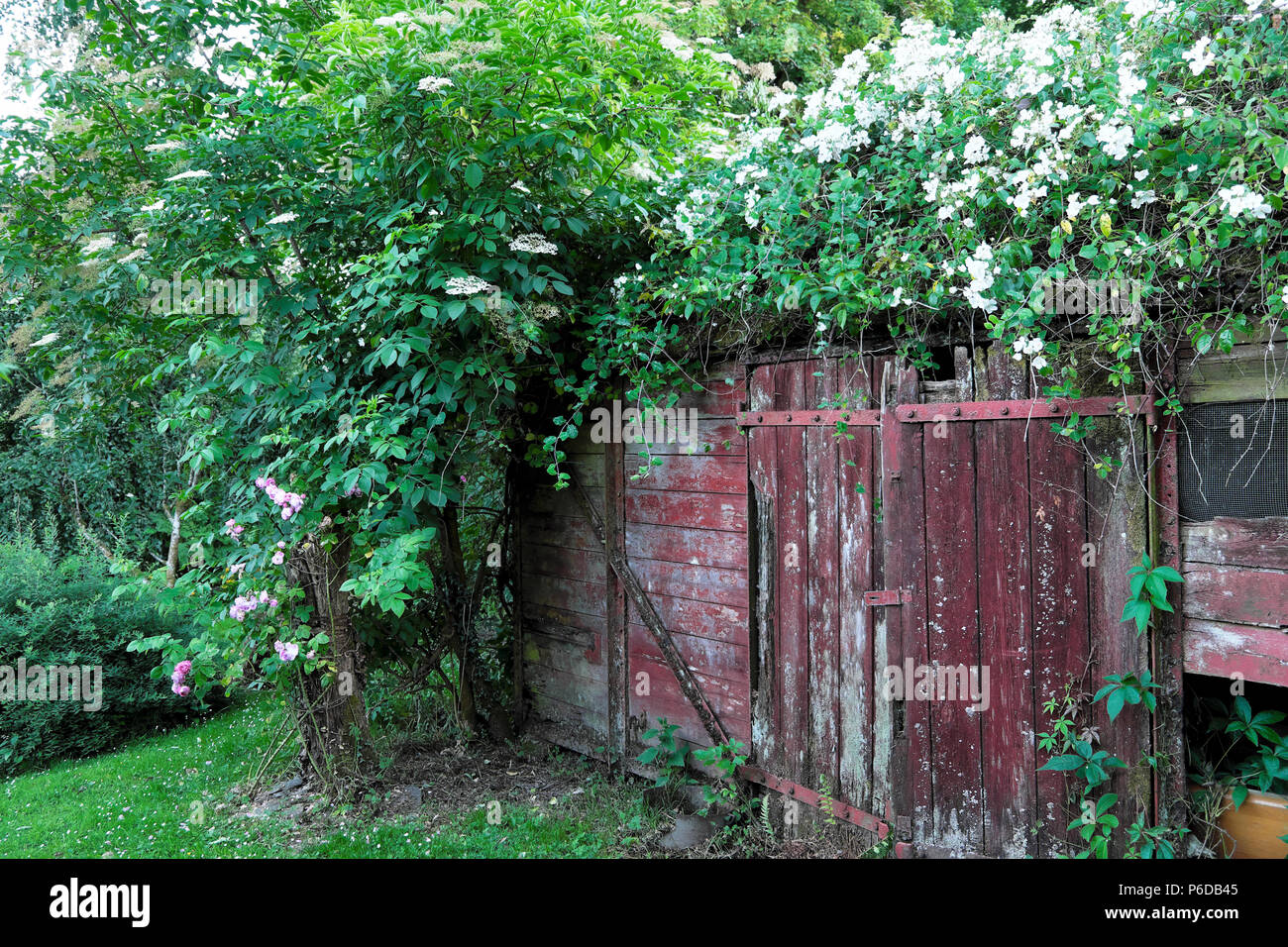 Rosa filipes Kiftsgate weiße Rose, die sich über einem alten Eisenbahnwaggon-Schuppen und einer Holunderblume im ländlichen Carmarthenshire Dyfed West Wales UK KATHY DEWITT schlängelt Stockfoto