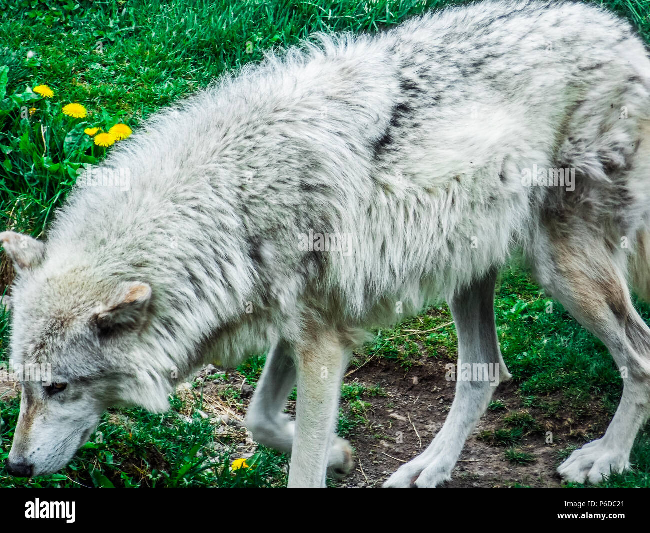 Western grey Wolf Stockfoto