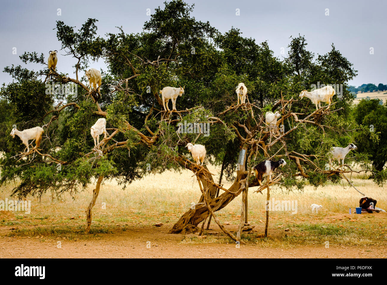 Ziegen klettern in Argon Bäume auf dem Weg nach Essaouira, Marokko, Nordafrika Stockfoto