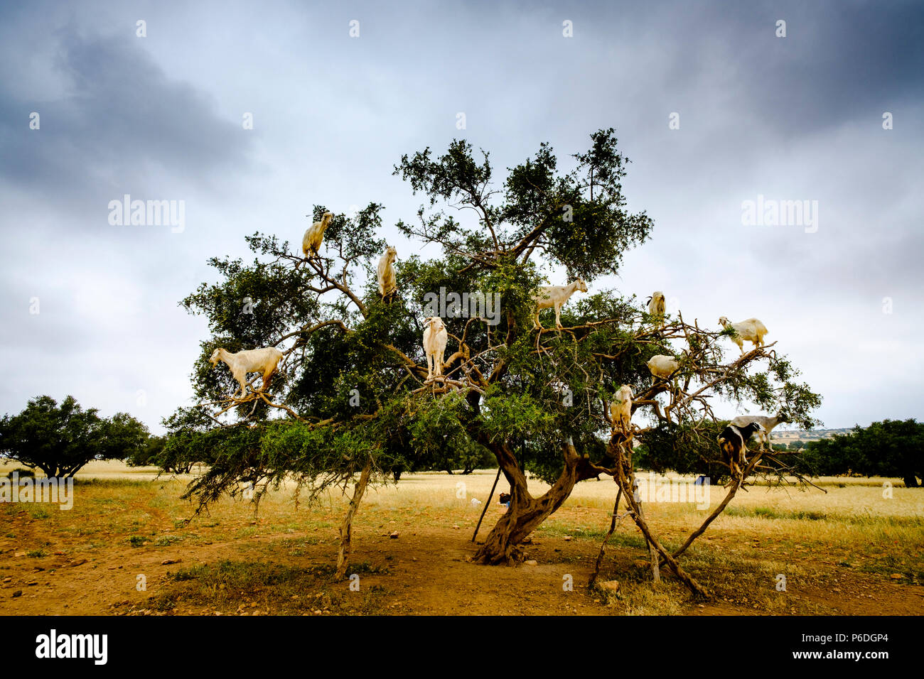Ziegen klettern in Argon Bäume auf dem Weg nach Essaouira, Marokko, Nordafrika Stockfoto