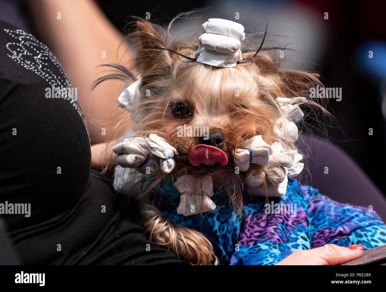 owalo design Hunde Messe Hannover