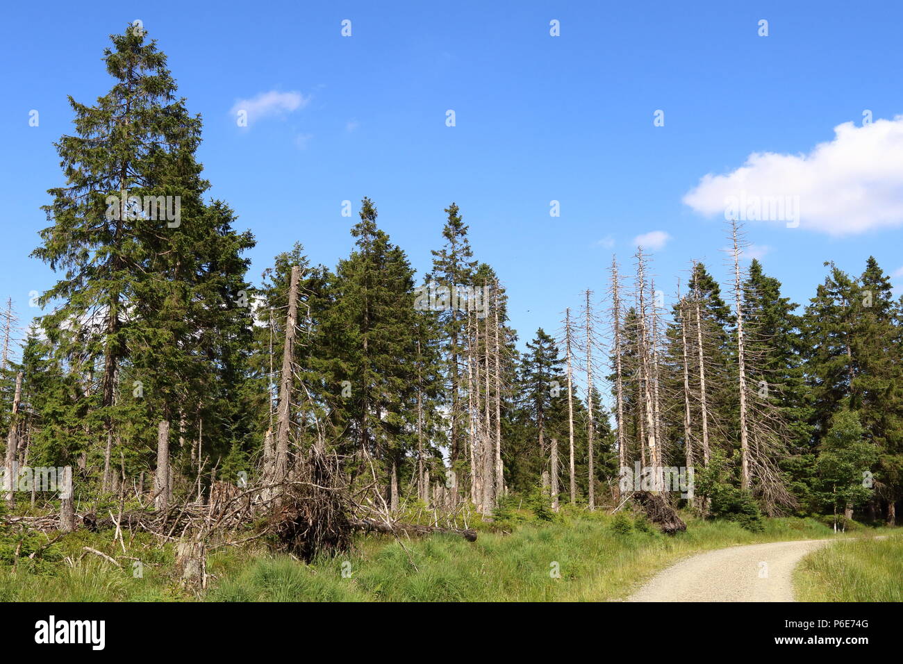 Wanderweg im Nationalpark Harz, Naturschutzgebiet, Deutschland. Stockfoto