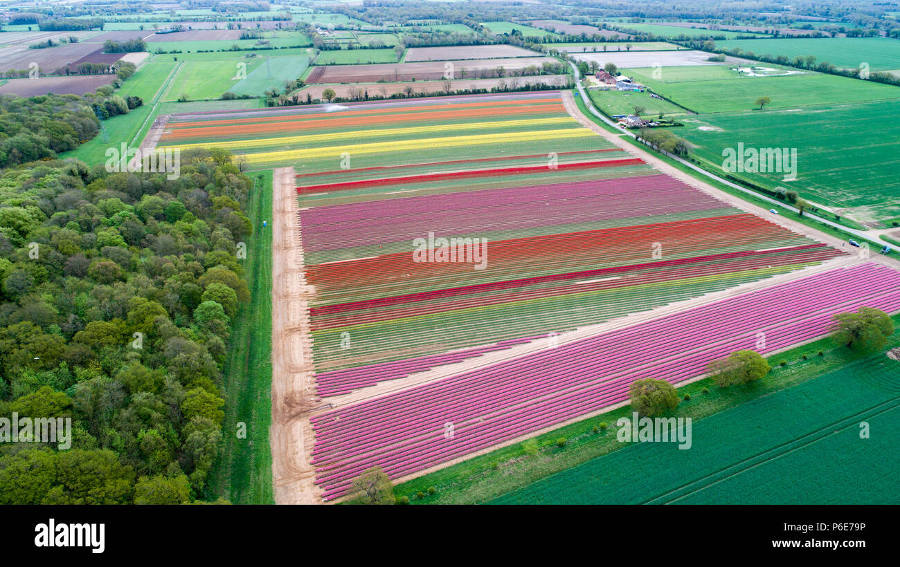 Landwirt Mark Eves Kontrolle seiner Tulpenfeld in der Nähe von King's Lynn, Norfolk am Freitag, 20. April nach dem Pflanzen in den letzten Tagen durch die heiße Wetter geblüht. Die Tulpen in Großbritannien im letzten verbleibenden tulpenfelder Burst in Blume haben heute (Freitag) Nach den jüngsten Hitzewelle. Die Blüten haben über Nacht geöffnet, nachdem Großbritannien die heißesten April Tag für fast 70 Jahre gestern genossen - mit Temperaturen schlagen 29.1 C in London. Die herrlichen Blüten sind jetzt ein Feuerwerk der Farben bei Familie-Belmont Baumschulen laufen in der Nähe von King's Lynn, Norfolk. Stockfoto