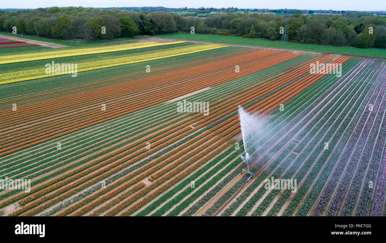 Luftbild zeigt das Tulip Feld in der Nähe von King's Lynn, Norfolk, am Dienstag, 24. April, verwässert werden nach den jüngsten Hitzewelle. Das bunte Feld diese Woche verschwinden wird, wenn die Birnen geerntet werden. Dies kann aussehen wie die Herzen von Holland, aber unglaublich diese liegen Großbritanniens letzte verbleibende Tulpenfelder. Die Norfolk Landschaft ist ein Kaleidoskop der Farben nach der Tulpen in life Burst nach den jüngsten Hitzewelle. Aber leider die schönen Blumen am Familie-Belmont Baumschulen laufen in der Nähe von King's Lynn alle weg morgen gehackt werden. Stockfoto