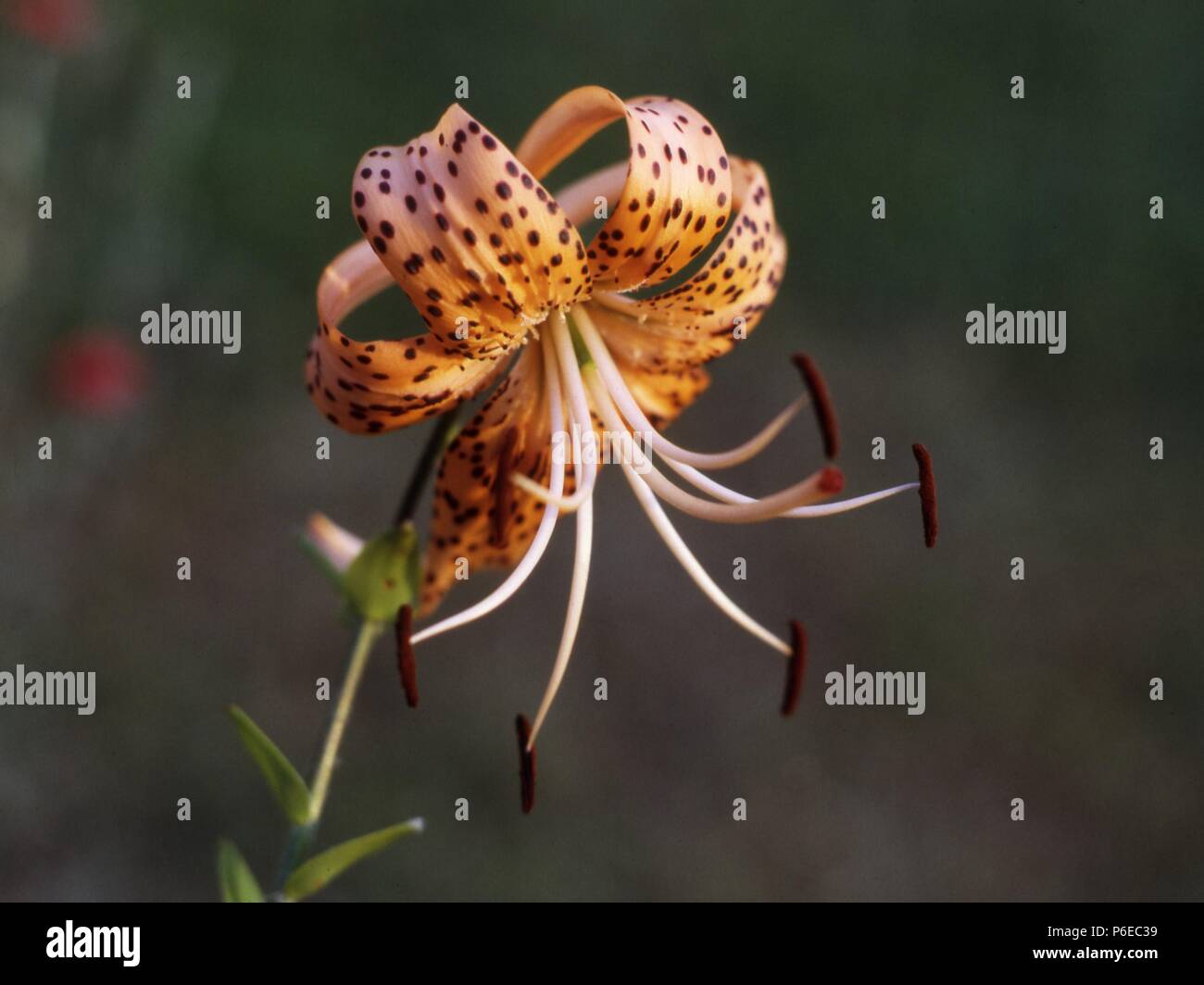 Martagon hybrid Lily, auch als Türke cap Lily (L. x dalhansonii) oder möglicherweise American hybrid Tiger Lily bekannt. Stockfoto
