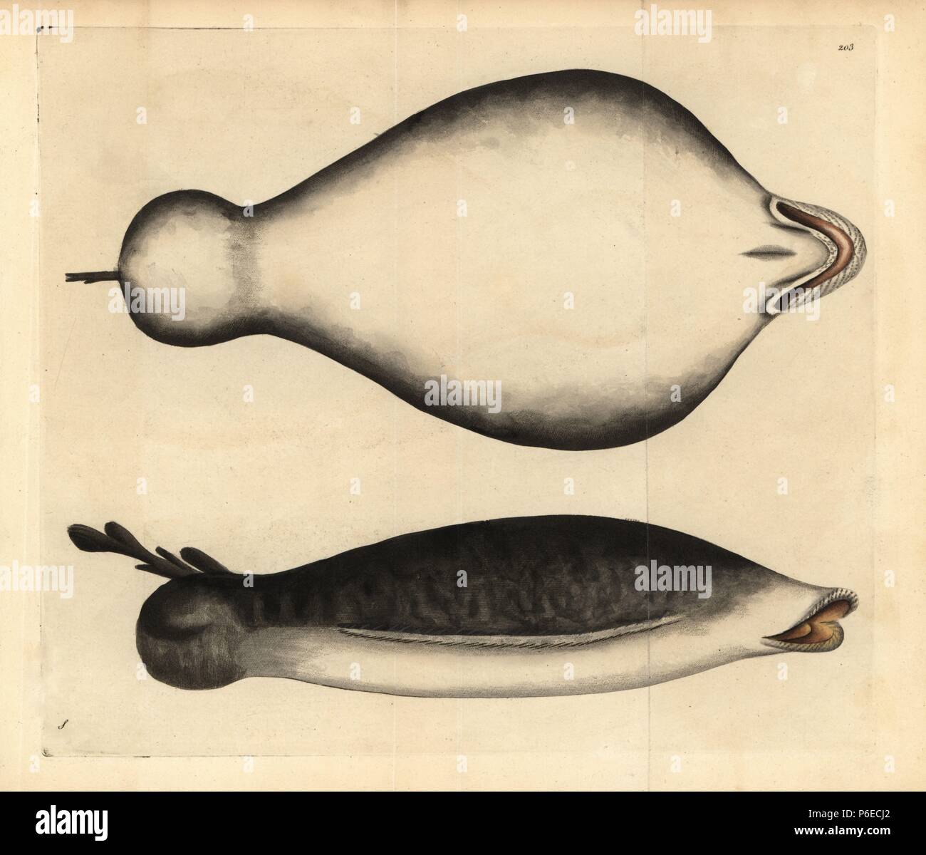 Sarg Ray, Hypnos monopterygius. Abbildung: signierte S (George Shaw). Papierkörbe Kupferstich von George Shaw und Frederick nodder's 'Verschiedenes' 1795 der Naturforscher. Frederick Polydore Nodder (17511801?) war ein begnadeter Natural history Artist und Graveur. Nodder seine Zeichenkunst arbeiten an Captain Cook und Joseph Banks' Florilegium und Gravur Sydney Parkinson Skizzen der australische Pflanzen verfeinert. Er war 'botanischen Maler an Ihre Majestät Königin Charlotte" im Jahr 1785. Nodder zeichnete auch die botanischen Studien in Thomas Martyns Flora Rustica (1792) und 38 Platten (1799). Stockfoto