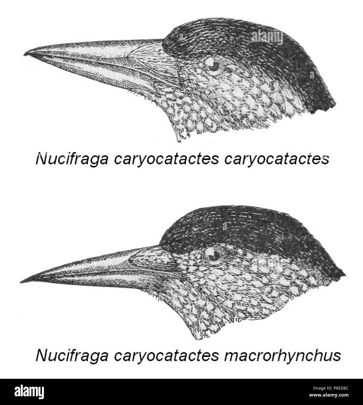 Englisch: Zwei beschmutzt Nussknacker Unterarten: Nucifraga caryocatactes Caryocatactes (oben) und Nucifraga caryocatactes macrorhynchos (unten) Français: Casse-noix moucheté de Wallonie (Nucifraga caryocatactes caryocatactes) Casse-noix moucheté de Sibérie (Nucifraga caryocatactes macrorhynchos). 1921 79 Zwei beschmutzt Nussknacker Unterarten Stockfoto Englisch: Zwei beschmutzt Nussknacker Unterarten: Nucifraga caryocatactes Caryocatactes (oben) und Nucifraga caryocatactes macrorhynchos (unten) Français: Casse-noix moucheté de Wallonie (Nucifraga caryocatactes caryocatactes) Casse-noix moucheté de Sibérie (Nucifraga caryocatactes macrorhynchos). 1921 79 Zwei beschmutzt Nussknacker Unterarten Stockfoto