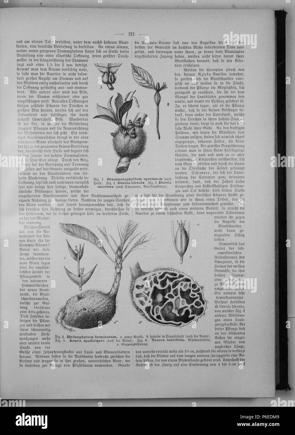 . Gartenlaube sterben. English: Seite 211 aus 'Die Gartenlaube'. Englisch: Seite 211 aus der Zeitschrift Die Gartenlaube für 1897. Extrahierte Bild (falls vorhanden): Datei: Die Gartenlaube (1897) b 211.jpg - Hochauflösende,  2,5 MB. English: keine Bildunterschrift Englisch: keine Bildunterschrift. N/A 29 Gartenlaube (1897) 211 Sterben Stockfoto