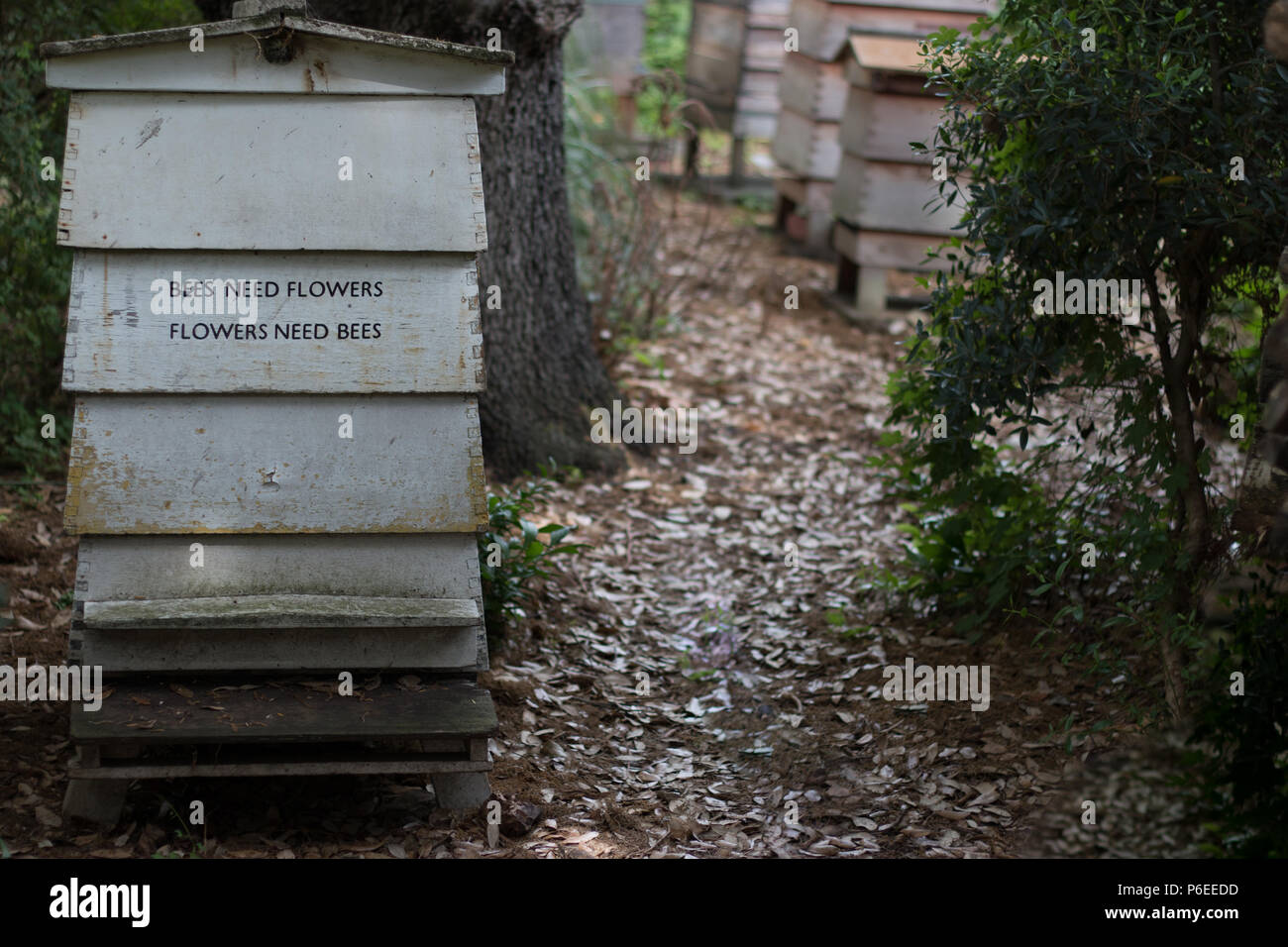 Ein Bienenstock mit Bienen die Worte "Blumen, Blumen brauchen Bienen' stenciled Stockfoto