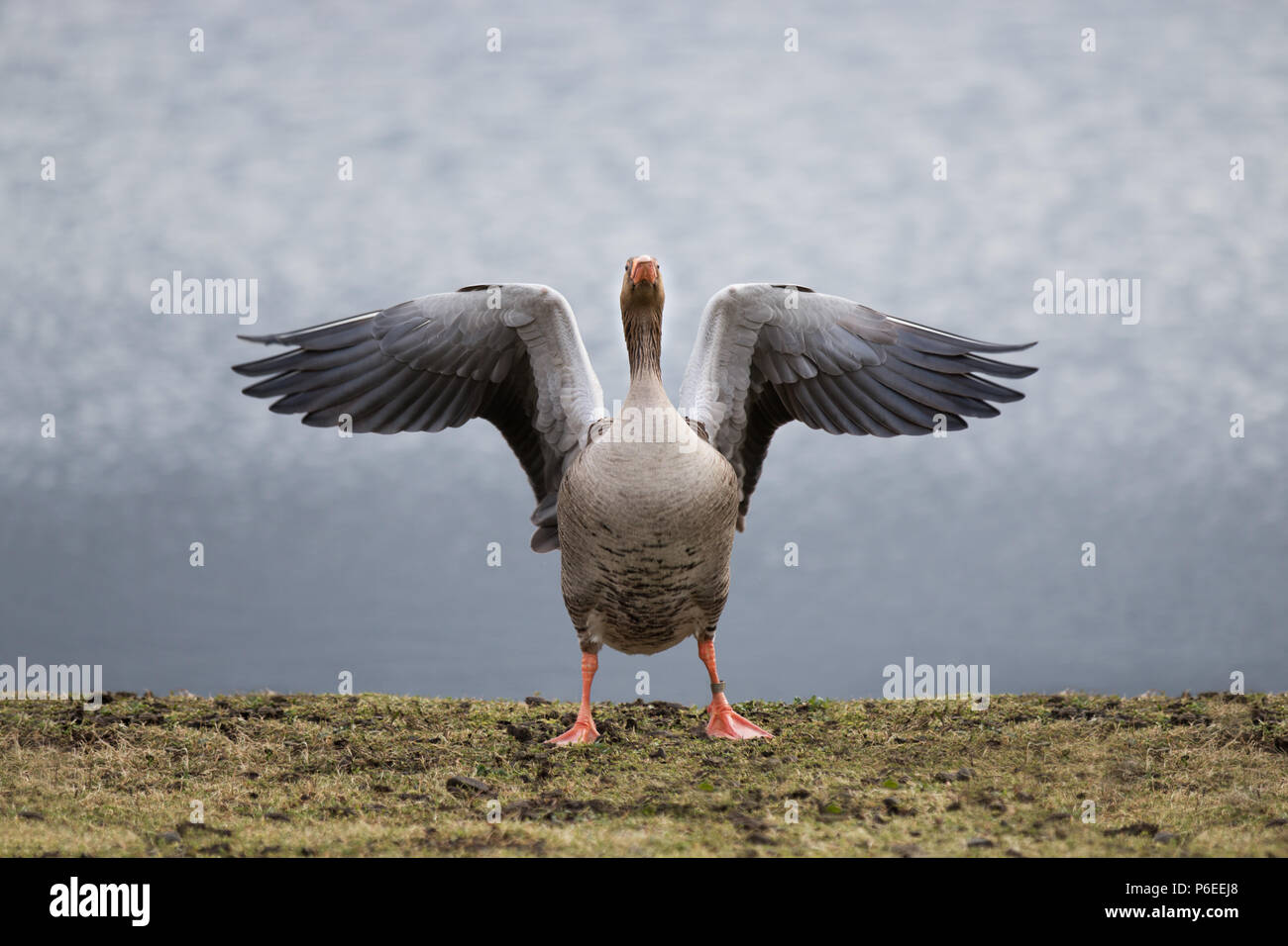 Eine Graugans struts sein Zeug auf der Wetland Centre in Barnes, London. Stockfoto