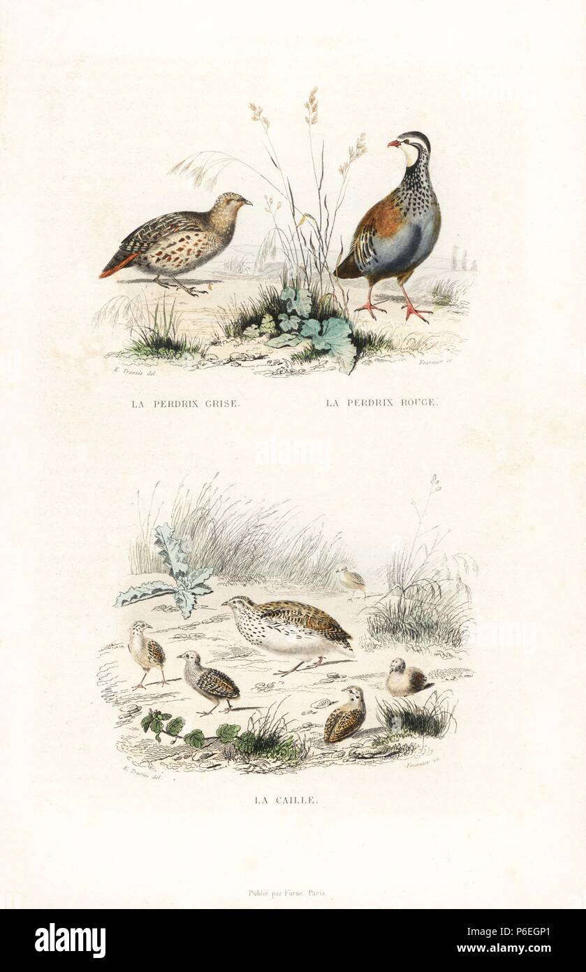 Rebhuhn, Perdix perdix, red-legged Partridge, alectoris Rufa, und gemeinsame Wachtel, Coturnix coturnix. Papierkörbe Gravur auf Stahl von Fournier nach einer Zeichnung von Edouard Travies von Richard's "neuen Gesamtausgabe der Werke von Buffon, 'Pourrat Freres, Paris, 1837. Stockfoto